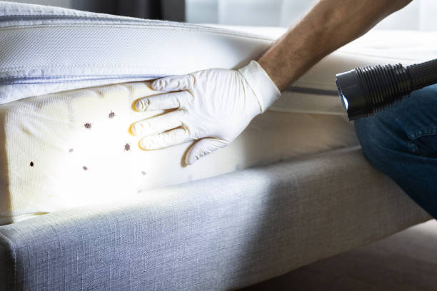 Best Wasp Removal Services  in Pennington Gap, VA