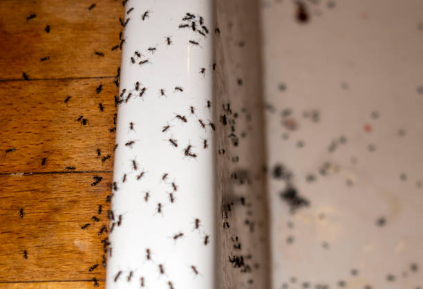 Best Wildlife Control Services  in Pennington Gap, VA